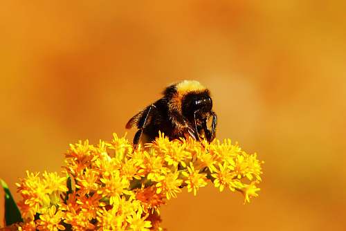 animal bee on yellow encrusted flowers honey bee