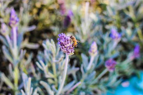 apidae selective focus photography of brown bee on purple flower animal