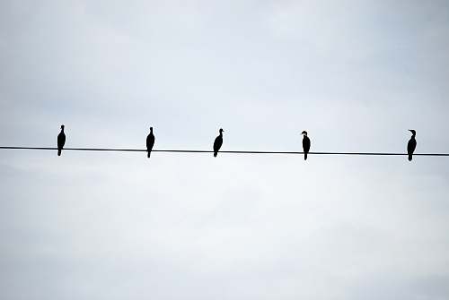 animal  finch