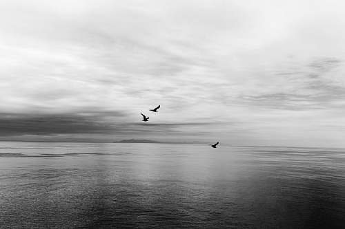grey  black-and-white