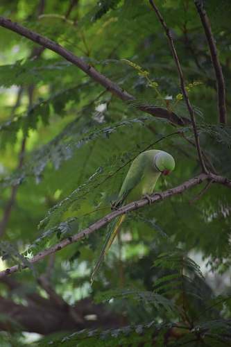 parakeet  parrot