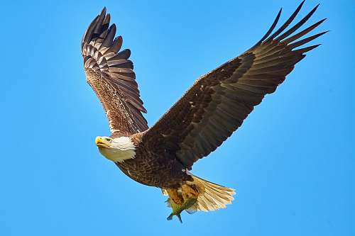 animal American Bald Eagle flying on sky eagle