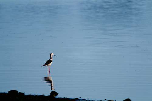 animal bird on water stork