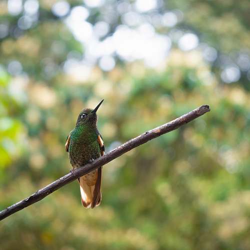 animal bird perching on stick bee eater