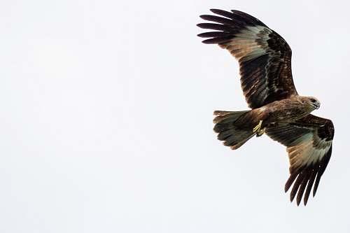 animal black and brown eagle flying on air eagle