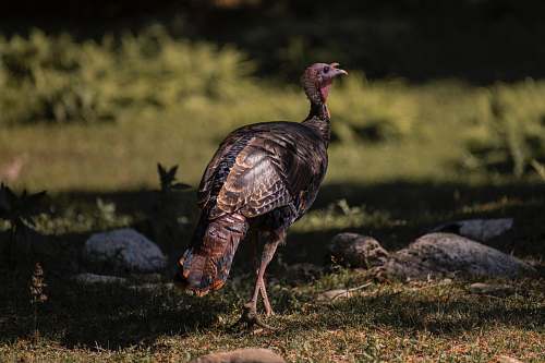 animal black and brown peafowl near rocks fowl