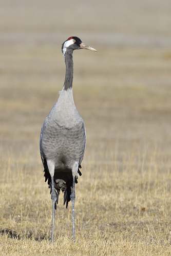 animal black and gray bird close-up photography waterfowl