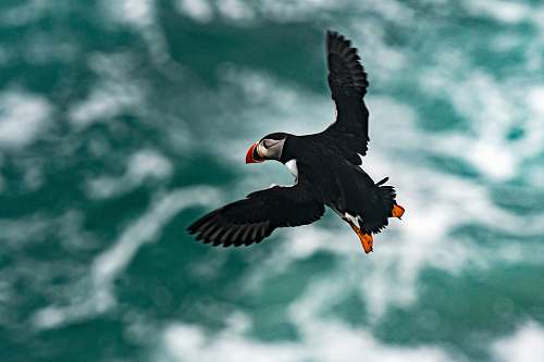 animal black and white bird puffin