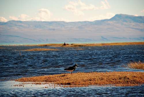 animal black and white bird surrounded by sea land