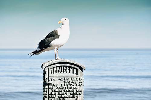 animal black and white seagull seagull