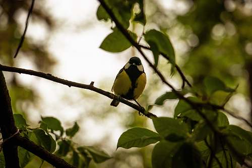animal black and yellow bird finch