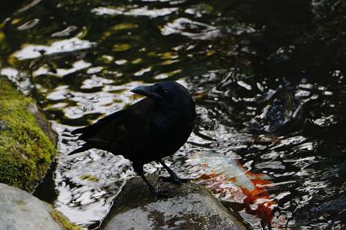 animal black bird standing on stone crow