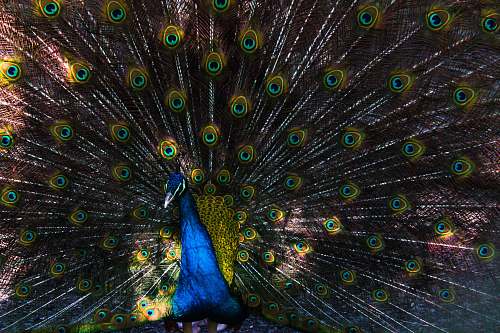 animal blue and green peacock peacock