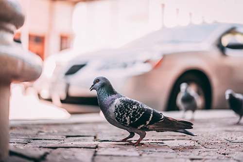 animal blue bar pigeon across gray car human