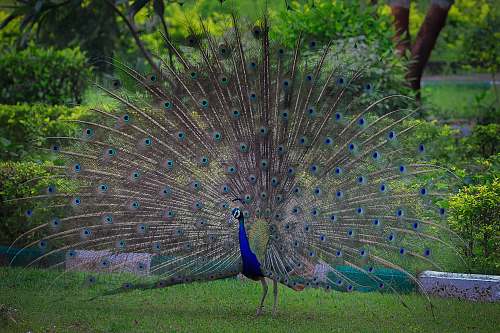 animal blue peacock india