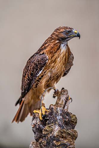 buzzard brown and black eagle hawk