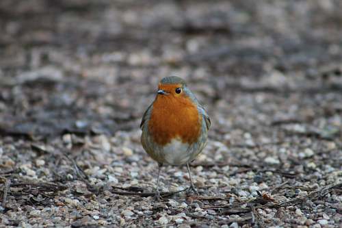animal brown and gray bird robin