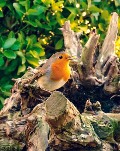 animal brown and orange bird perching robin