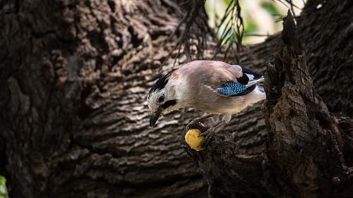 animal brown and white bird close-up photography jay