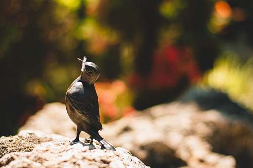 animal brown bird on rock agelaius