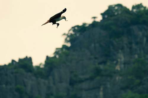 animal brown eagle above trees vulture