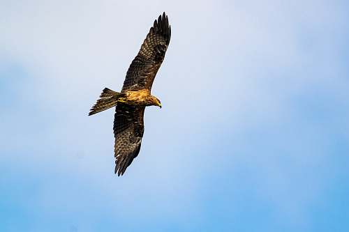 animal brown hawk eagle