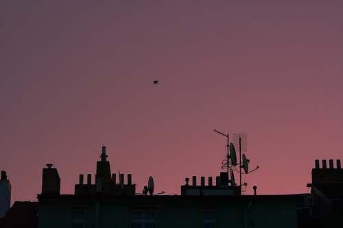 silhouette buildings during golden hour animal