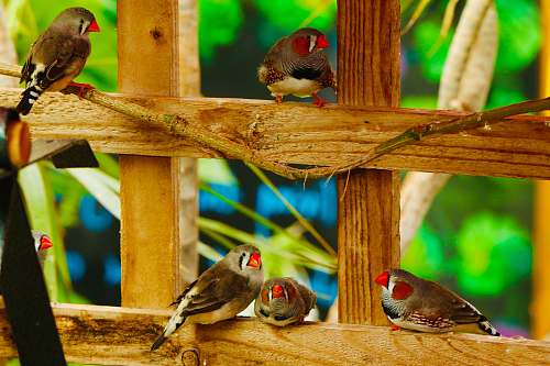 animal five brown birds on brown wooden frame wood