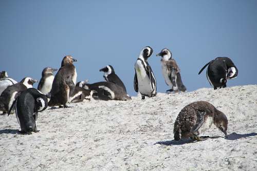 animal flock of penguins penguin
