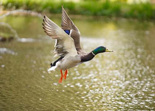animal flying white and brown mallard duck duck