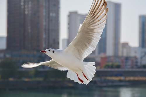animal flying white dove seagull