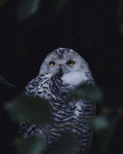animal gray and white owl on tree owl