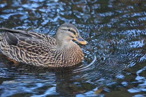 animal gray duck waterfowl