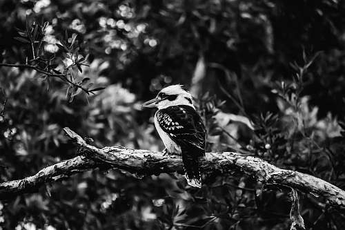 animal grayscale photography of bird black-and-white
