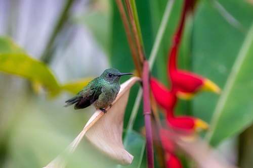animal green bird close-up photography hummingbird