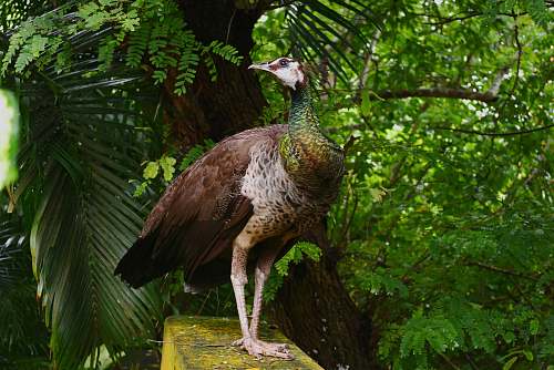 animal grey and black bird during daytime peacock