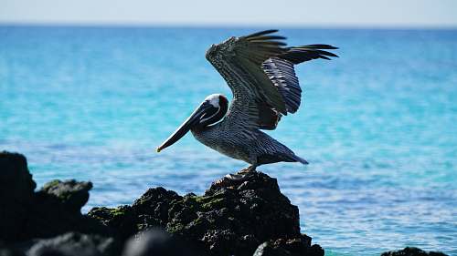 animal grey bird on grey rock during daytime galapagos islands