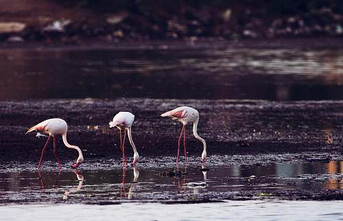 animal long-legged birds standing on body of water \ flamingo