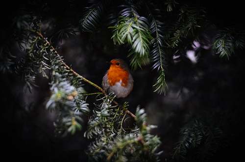 animal orange bird on tree branch robin