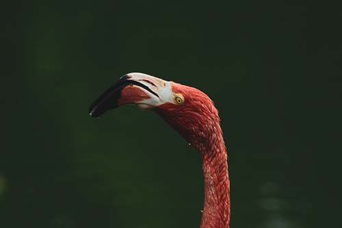 animal pink flamingo beak