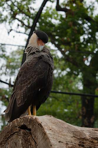animal selective focus photography of brown and white bird on tree trunk during daytime vulture