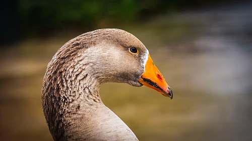 animal selective focus photography of gray duck during daytime goose