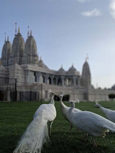 animal several white peacocks in front of a white concrete building grass