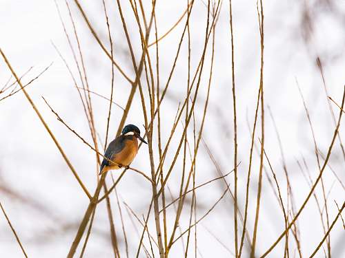 grass shallow focus photo of brown and black bird plant