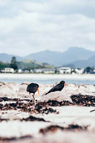 animal shallow focus photo of two black birds agelaius