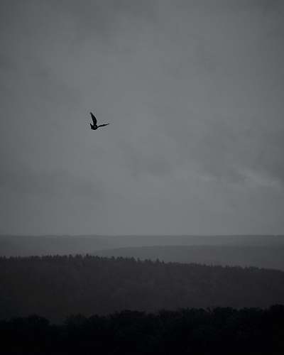 black-and-white silhouette of bird flying