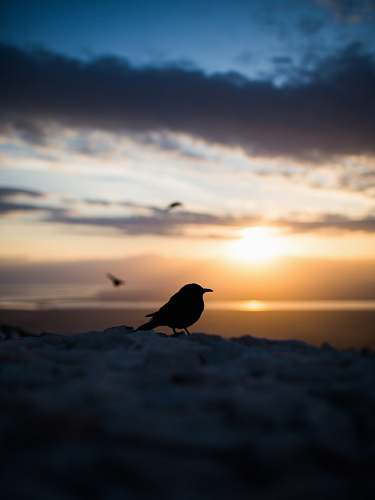 animal silhouette of bird during golden hour silhouette