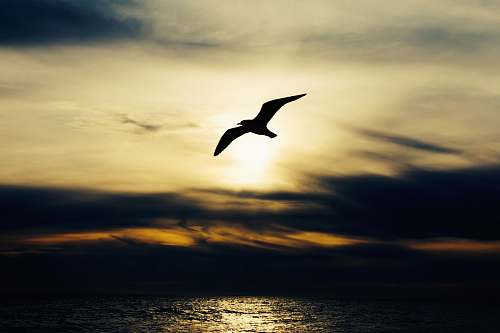seagull silhouette of bird in flight animal