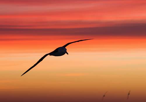 animal silhouette photography of bird on flight flying