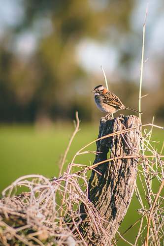 animal small brown bird sparrow